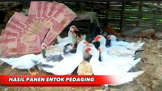 PANEN ENTOK SORTIRAN MENDEKATI LEBARAN UNTUNG BESAR PADAHAL CUMA JUAL BEBERAPA EKOR SAJA #entokjumbo