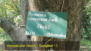 Peronema canescens Jack, Sungkai,  Tree from Indonesia