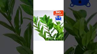 ZZ Plant, Zamia Air Purifer Plant Available on Amazon #short #shortfeed #fyp#homemakersakhi