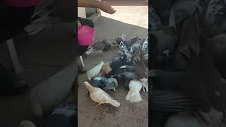 كم أعشق هذه الكائنات الجميلة#pigeon #حمام #زاجل #shorts