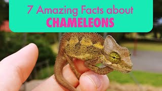 7 Mind-blowing Facts about Chameleons that People Didn't Know.😍