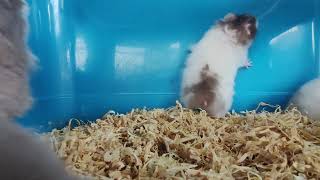 Weanling Hamster - Ready to separate from the Mother Hamster