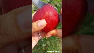 Fruits farming 🥝🍎🍓🥑🍑 #seasonal #fruitharvest #farming #garden @gardening_lover7469