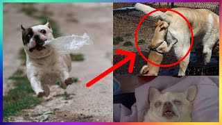 【FUNNY VIDEO】TRY NOT TO LAUGH (DOGS, CATS AND ANIMALS) #8