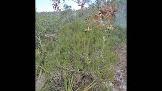 Florida Rosemary