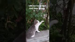 cats hating leaves