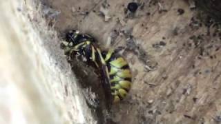 Long Live The Queen! - Vespula Vulgaris Wasp Found Asleep