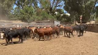 Canowie Cattle Co - 128 Steers