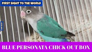 A New Day For Blue Personata Chick || First Day Out of Box || ‎@menmouji  Urdu Poetry & Fiction