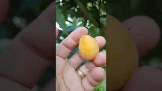 Loquats