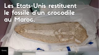 Les Etats-Unis restituent le fossile d’un crocodile au Maroc. #fossil #shorts #crocodile