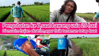 pengobatan ke 7,saat bawang merah usia 26 hari,di musim hujan ekstrim, agar terbentuk tanaman kuat