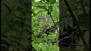 Seumur gini baru pertama nemu kupu kupu secantik ini di dalam hutan.#short#viral