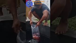 UNBOXING IKAN KOI DI KOLAM MAS ANTON MEDA