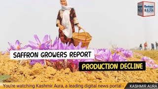 Saffron Growers Report Production Decline Due to Lack of Irrigation – The Kashmir Aura