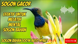 SOGON GACOR 🔥🔥SANGAT BAGUS UNTUK MELATIH MENTAL SOGON BAHAN AUTO NYAUT#masteranburung #sogonbahan