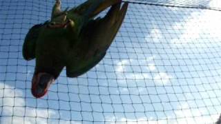 Macaw Hanging