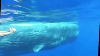 Sperm whale bachelor groups off Ischia Island