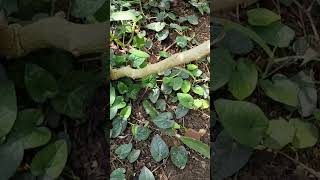 Panen Pucuk Labu | Harvest pumpkin's leaf