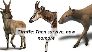 Giraffe: Then survive, now nomore