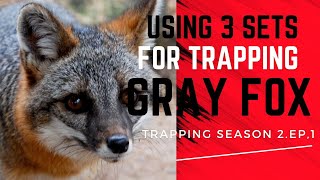 gray fox trapping  (trap season 2 ,episode1)