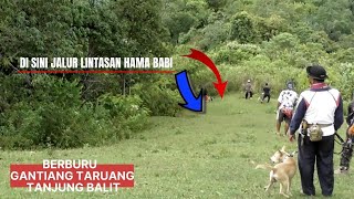 Kejaran Datang dari kiri kanan || Wild Boar Hunting