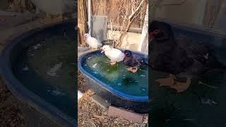 it's 23f and the pool is closed. #muscovyducks #cold #urbanhomesteading