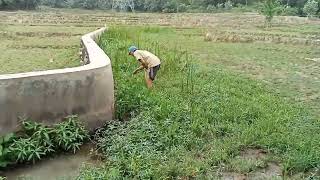 Metik Genjer Di Sawah Untuk Di Masak.