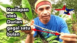 kesilapan atau stek Pohon Durian yang gagal satu bulan.