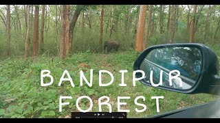 Mesmerising drive thru Bandipur National Park