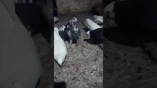 itane sare kabutar | #pigeon #kabutarlover #trending #trendingshorts #youtubeshort