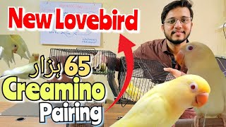 Creamino Pairing 65 hazar me New Lovebirds adult pairing with DNA Albino with Creamino n more