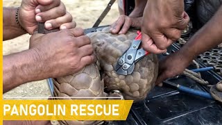 Rescuing pangolins from danger and reviving their lives | Animal rescue compilation