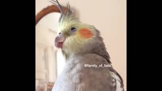 Funny And Smart Parrots #shorts #talkingparrot