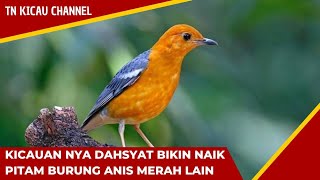 kicauan nya DAHSYAT bikin naik pitam burung ANIS MERAH lain