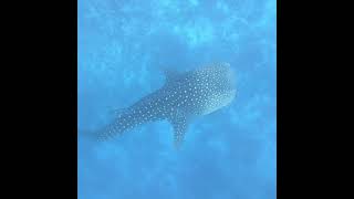 Whale Shark