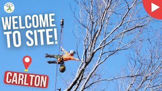 WELCOME TO SITE! - CARLTON - SHANES TREES