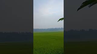 Green Paddy fields