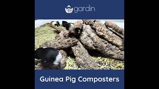 Guinea Pig Composters (2024)