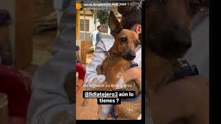 ¡Ayuda a Reunir a estos Perros con sus Familias! 🆘 Perros Perdidos tras la DANA en Valencia