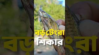 বড় টেংরা শিকার। টেংরা মাছ ধরা। নদীর টেংরা। টেংরা মাছ।