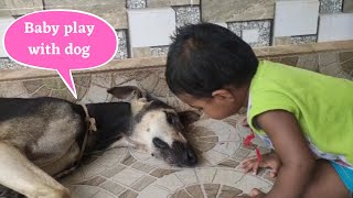 baby play with chippiparai dog| #dogs #pets #chippiparai #nativebreed #doglover #babyfun #dog #puppy