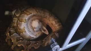 #serpent #Tigerpython (#Python molurus molurus) vs. Kaninchen.Beutegreifen & aufsuchen des Kopfes.