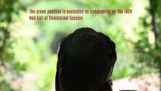 Merak, The green peafowl, Pavo muticus