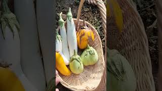 Harvest Eggplants || Panen Sambil Cerita Tentang Awal Berkebun