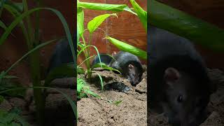 Cat Loves Short Games Mouse Episode 4 | Cat TV - Video for Cats - Paul Bardor #catgames #cattv #rat