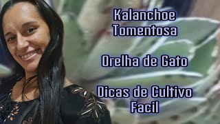 Kalanchoe Tomentosa Orelha de Gato # Dicas  de Cultivo Fácil