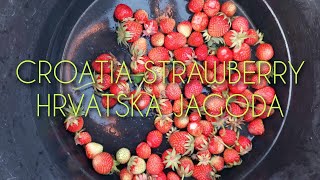 strawberry sa Croatia  /jagoda u hrvatskoj