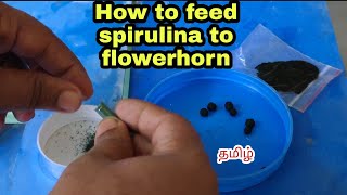 Feeding spirulina to flowerhorn 🔥😍| சூப்பர் டிப்ஸ் 💯 | improve color and breeding ✌️😎 | தமிழ்