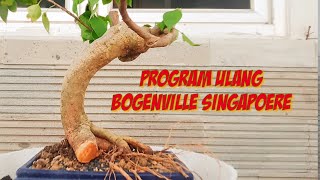 bougenville singapoer terbangkalai